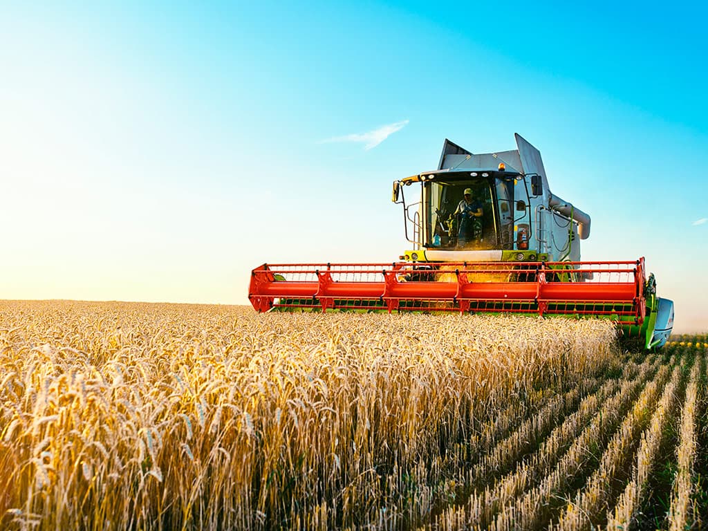 Trigo deve ter uma safra recorde em 2022 e produtores comemoram melhores preços do grão