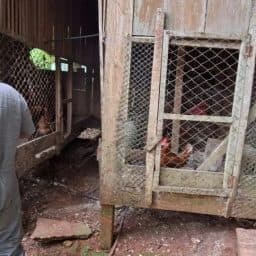 Foco de gripe aviária em Selbach é encerrado após vistoria em 70 propriedades